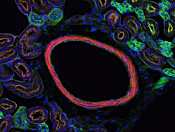 Fluorescence micrograph — mouse kidney section: tubules and a blood vessel
