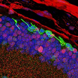 Fluorescence micrograph — layered retinal tissue (photoreceptor cells)